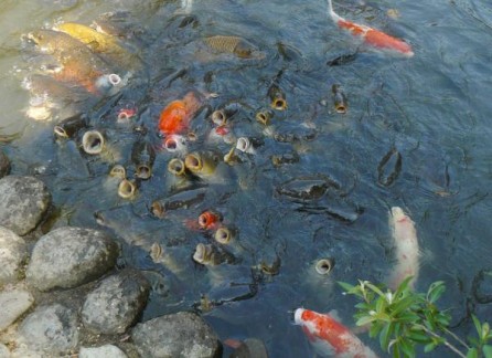 Hungry fish in Nara Botanical Garden
奈良植物園の鯉は空腹